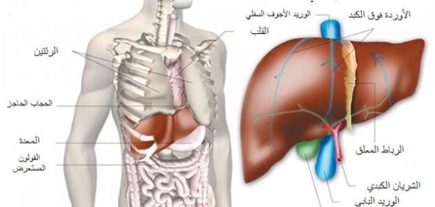 الم تحت القفص الصدري من الجهة اليمنى - ماذا لو شعرت بوجع يمين القفص الصدرى 1561 1