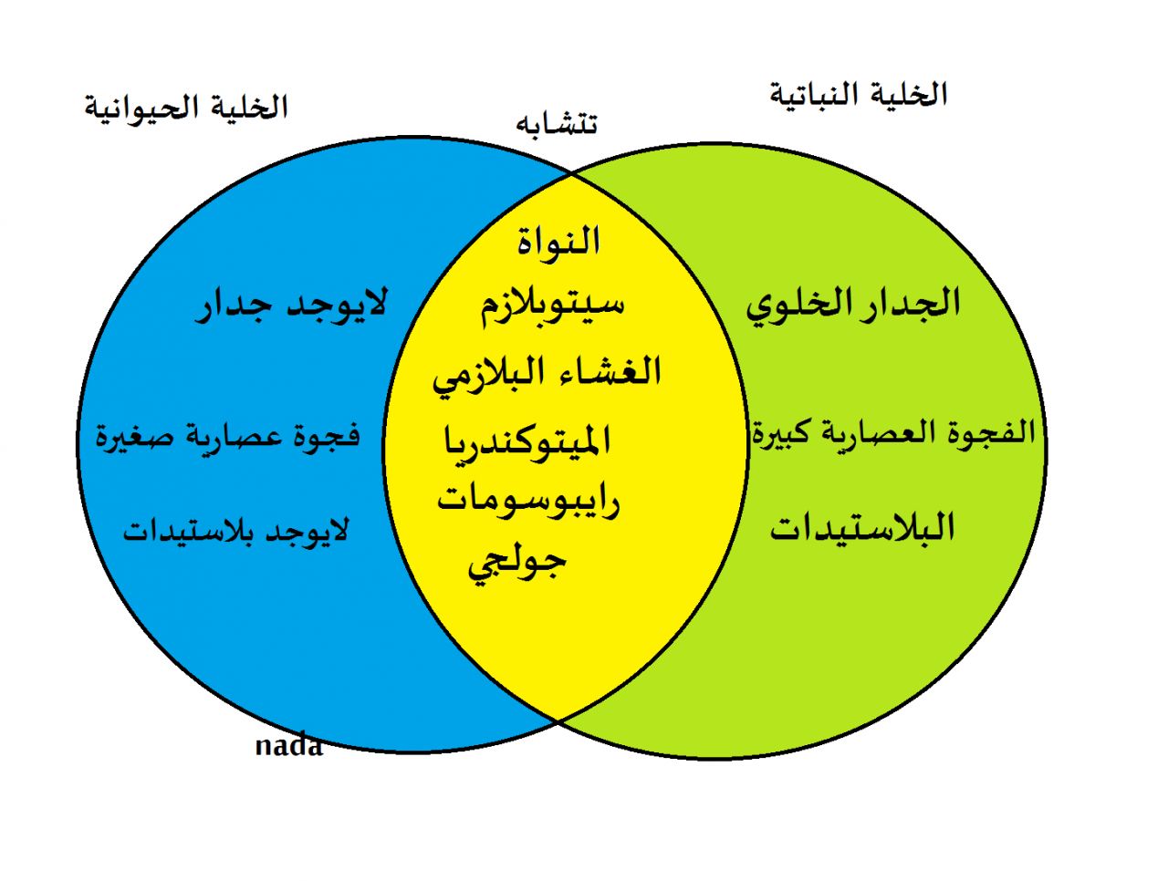 الفرق بين الخلية النباتية والخلية الحيوانية- الفرق بينهم بسيط جدا وتعرفيه بكل سهوله 5703