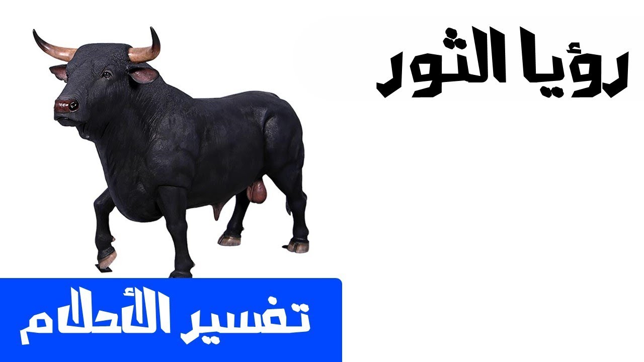 الثور في المنام - تفسير الثور لابن سيرين 6355 1