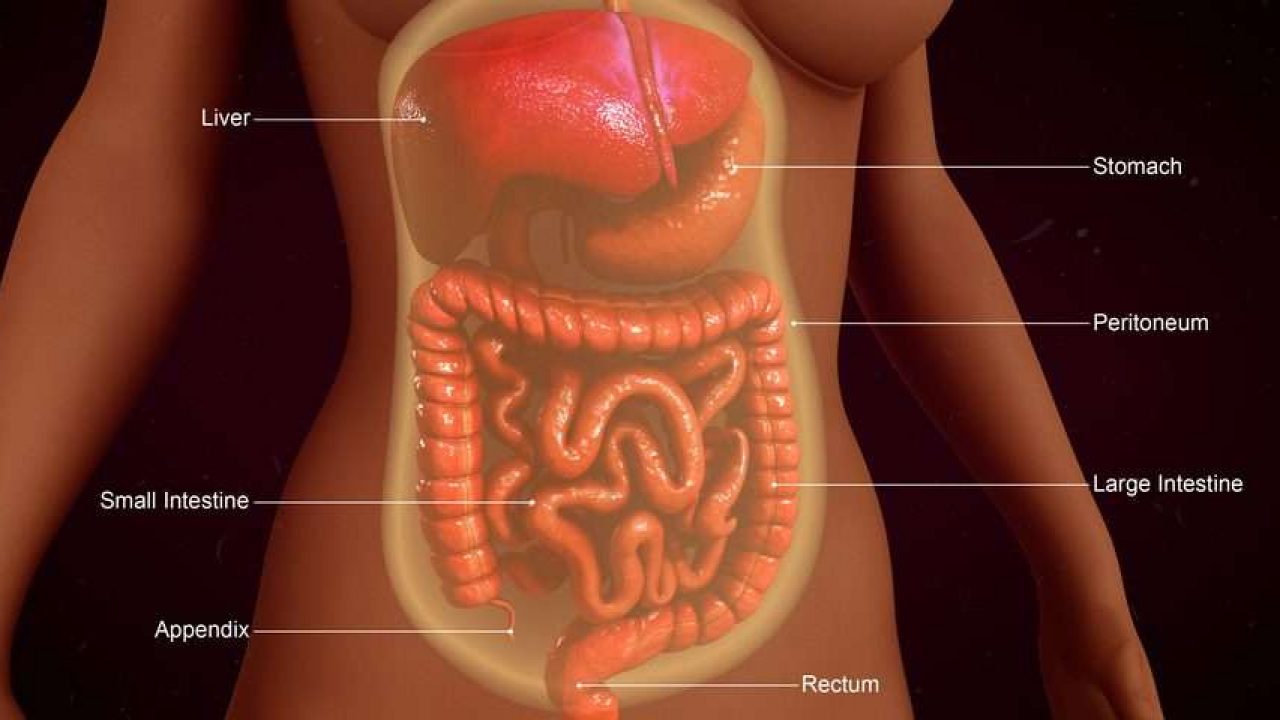 اين توجد الزائدة الدودية- اعراض وعلامات ومكان الزائده الدوديه 6647