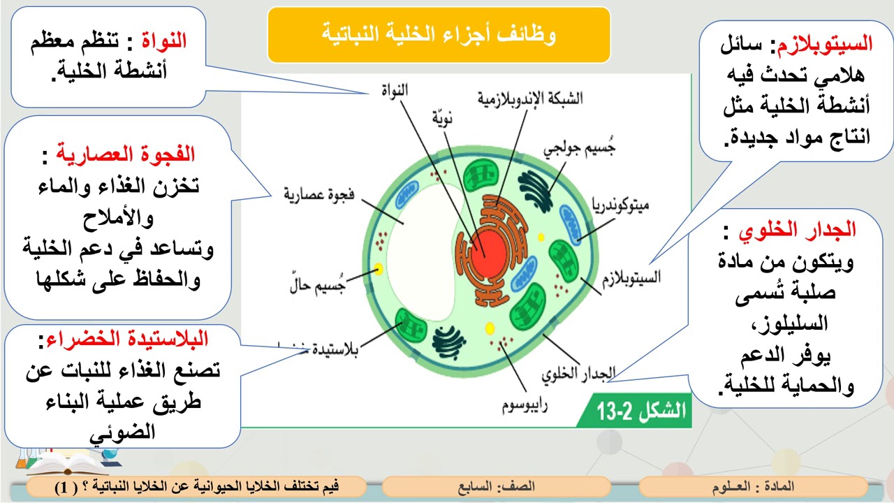 الفرق بين الخلية النباتية والخلية الحيوانية- الفرق بينهم بسيط جدا وتعرفيه بكل سهوله 5703 4