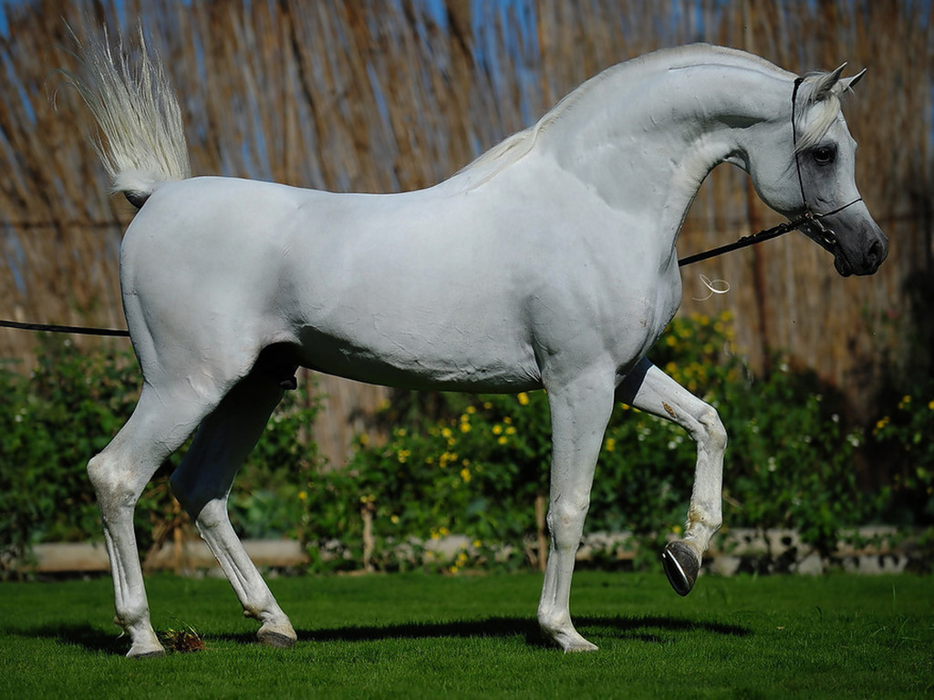 صور الخيل العربي الاصيل - لعشاق الخيول من اروع الصور التي ستراها 6751 10