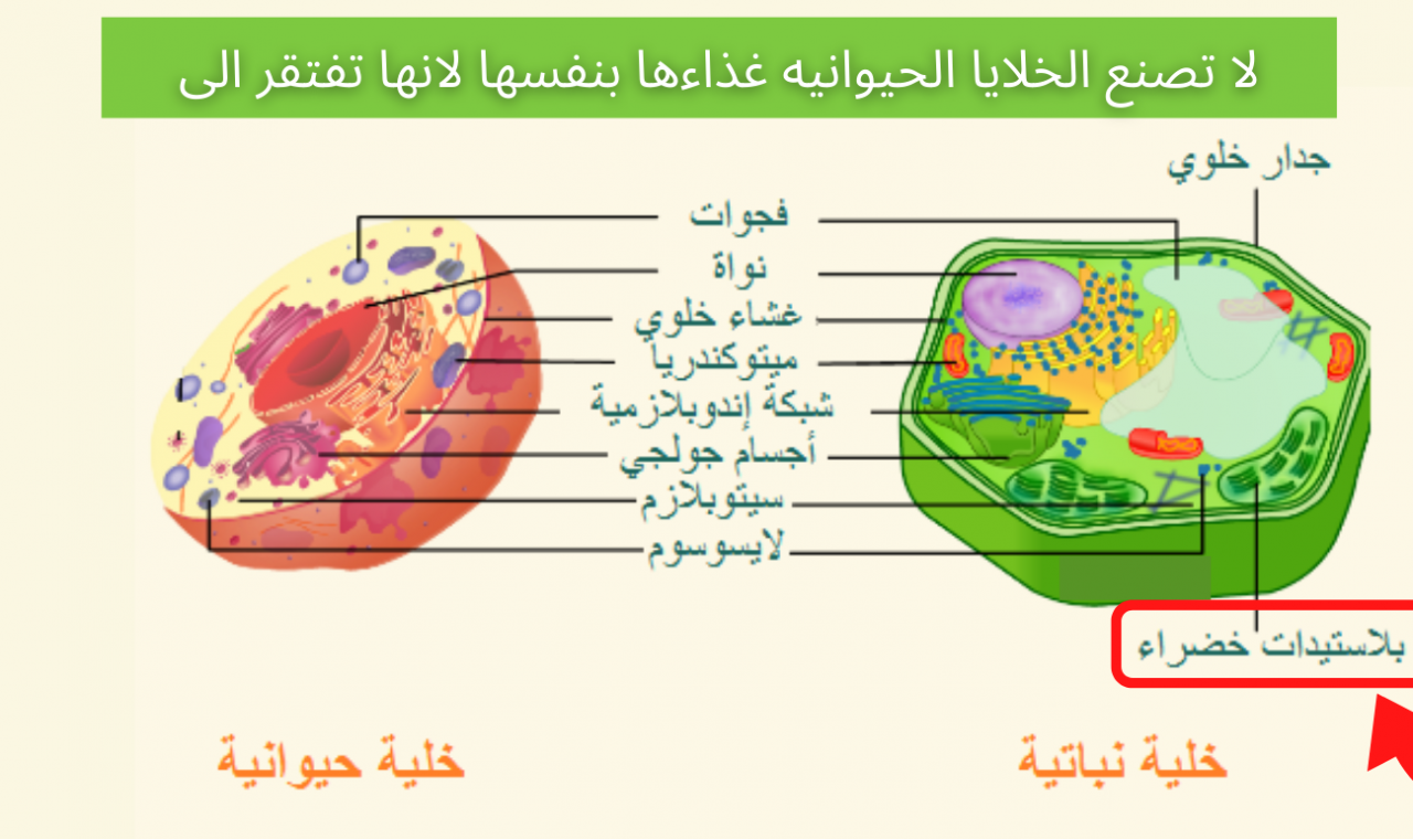 الفرق بين الخلية النباتية والخلية الحيوانية- الفرق بينهم بسيط جدا وتعرفيه بكل سهوله 5703 1