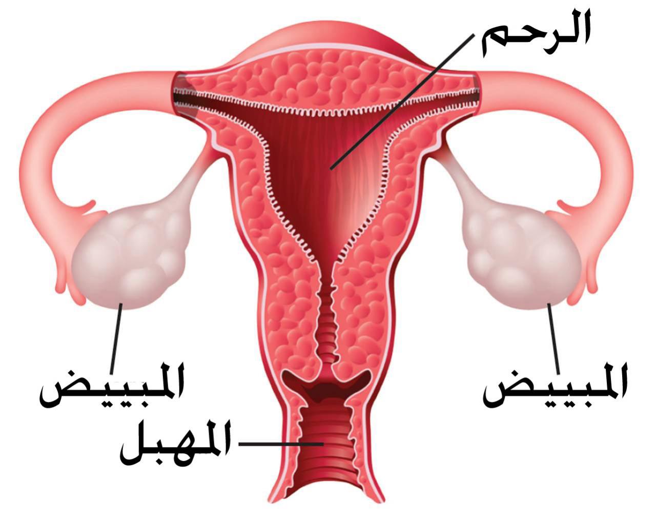 لتقوية المبايض وتكبير البويضة- اهم الوصفات لتنشيط المبايض وعلاجها 6646