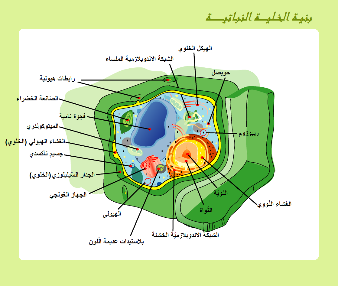 الفرق بين الخلية النباتية والخلية الحيوانية- الفرق بينهم بسيط جدا وتعرفيه بكل سهوله 5703 2