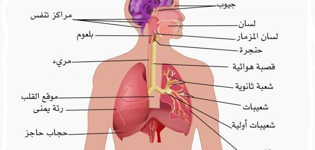 الكثير لا يعلم معلومات ذهبية عن الجهاز التنفسي , مقال عن الجهاز التنفسي