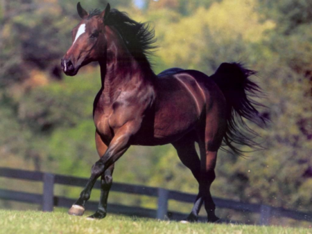 صور الخيل العربي الاصيل - لعشاق الخيول من اروع الصور التي ستراها 6751