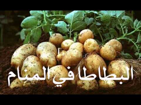 تعالي نعرف مع بعض تفسير حلم البطاطا - تفسير البطاطا في الحلم 6971 1