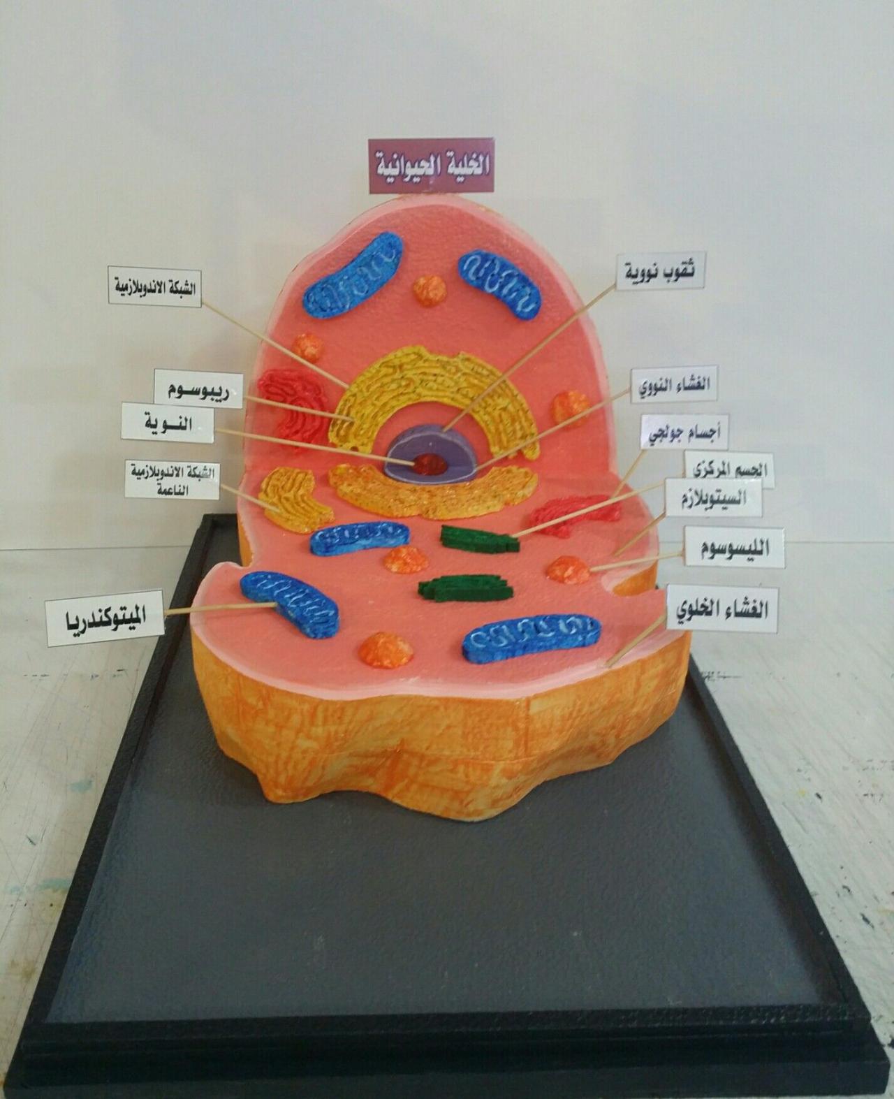 الفرق بين الخلية النباتية والخلية الحيوانية- الفرق بينهم بسيط جدا وتعرفيه بكل سهوله 5703 7