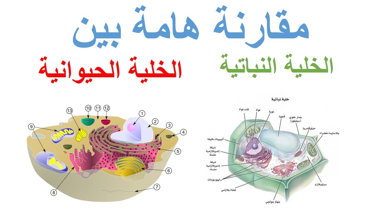 الفرق بين الخلية النباتية والخلية الحيوانية- الفرق بينهم بسيط جدا وتعرفيه بكل سهوله 5703 3