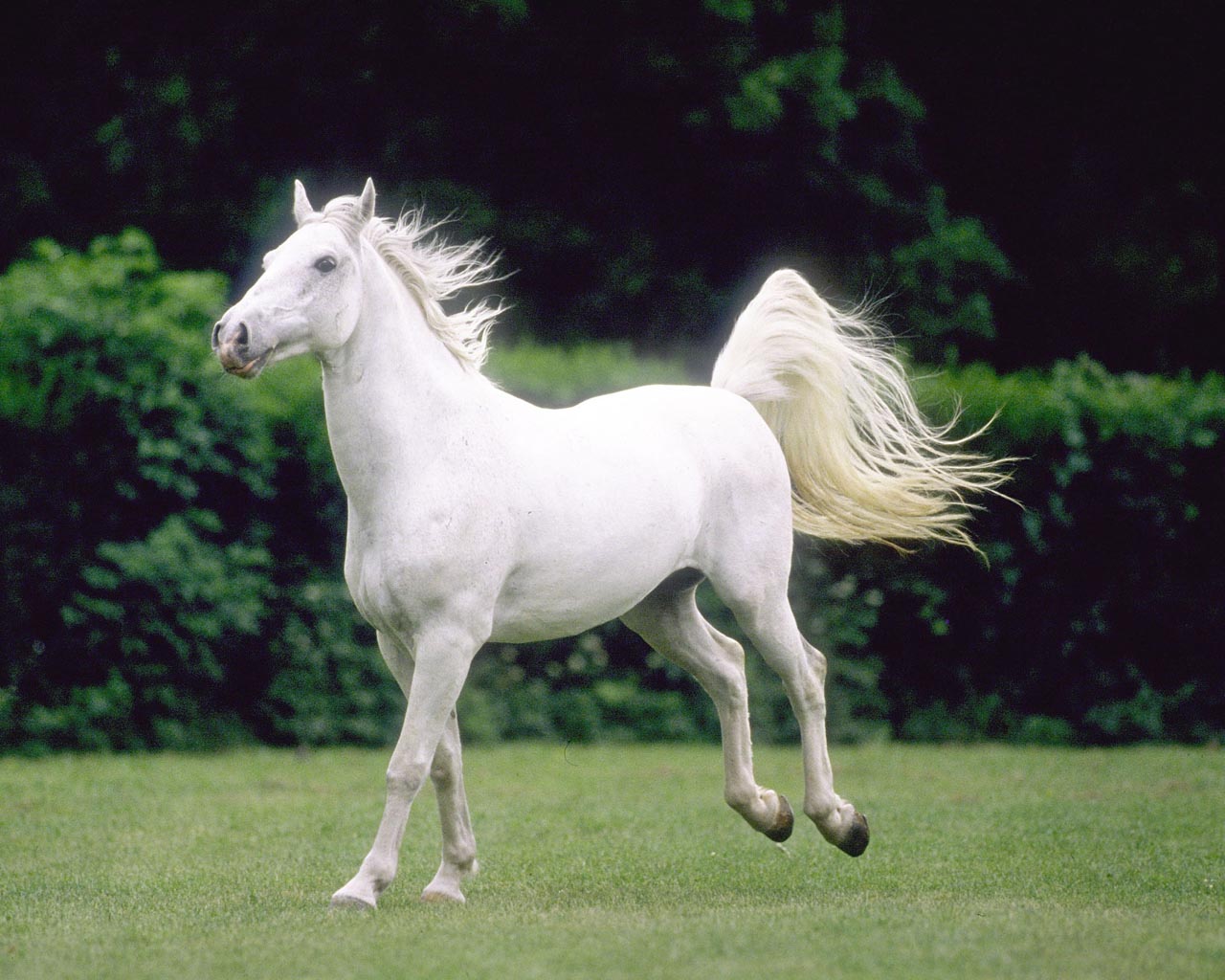 صور الخيل العربي الاصيل - لعشاق الخيول من اروع الصور التي ستراها 6751 11