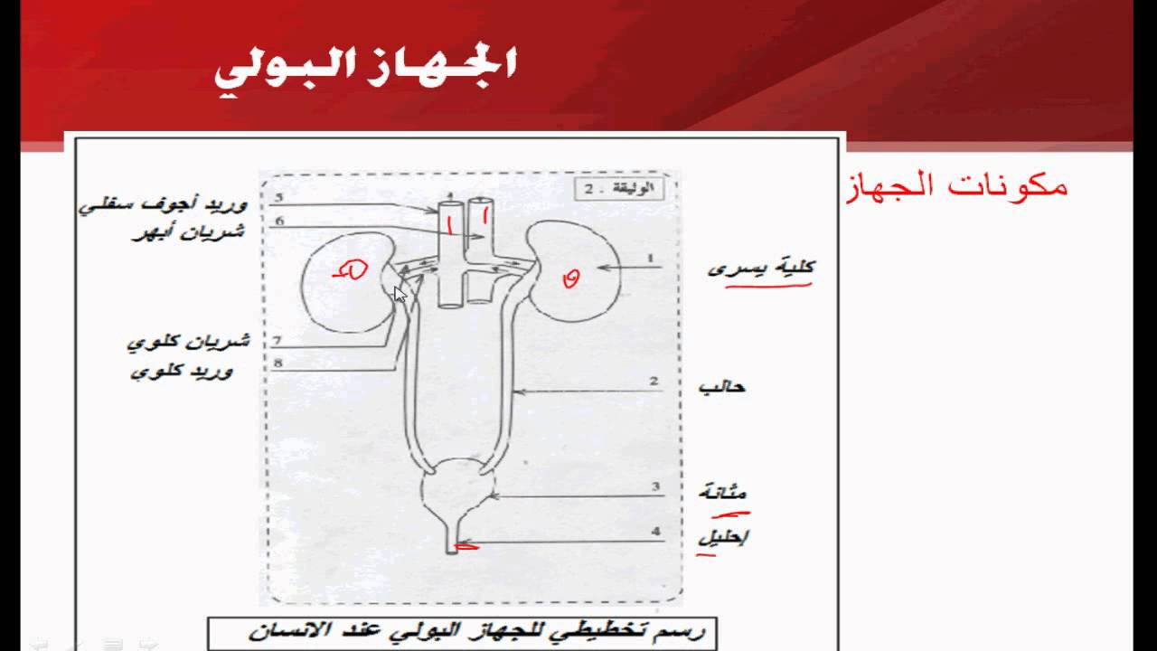 مكونات الجهاز البولي - الجهاز البولى واجزائه 4561 1