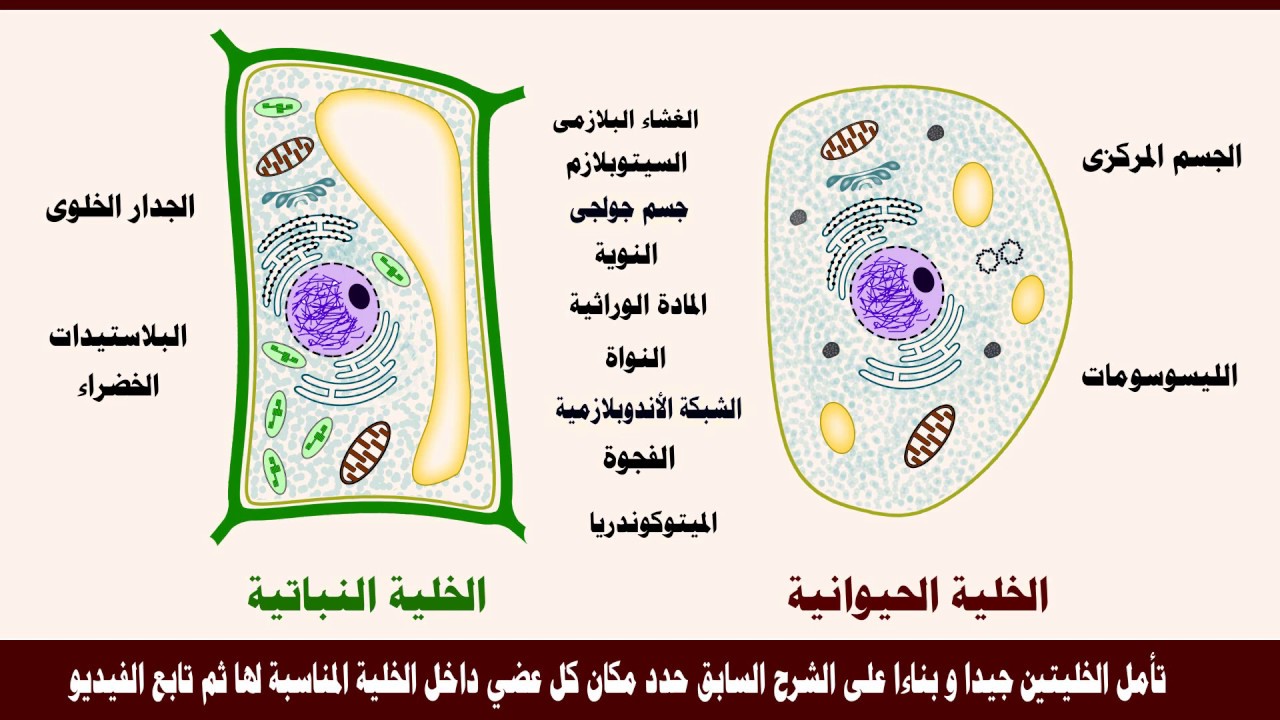 الفرق بين الخلية النباتية والخلية الحيوانية- الفرق بينهم بسيط جدا وتعرفيه بكل سهوله 5703 5