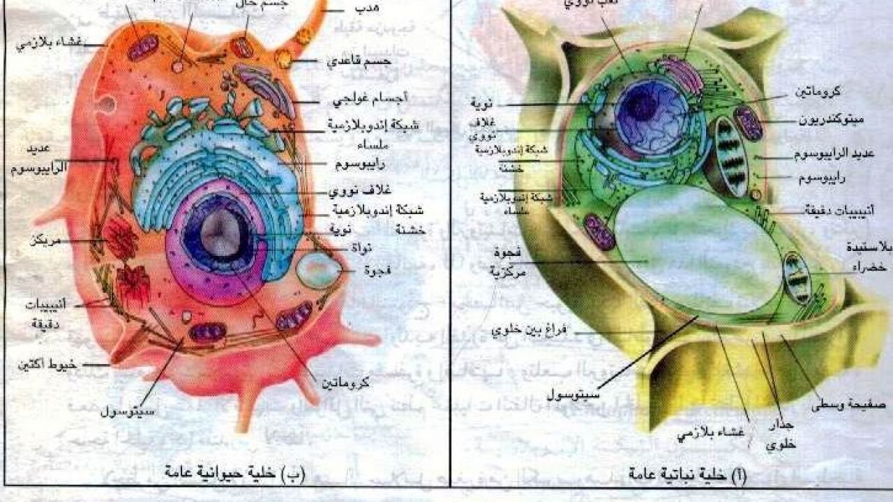 الفرق بين الخلية النباتية والخلية الحيوانية- الفرق بينهم بسيط جدا وتعرفيه بكل سهوله 5703 9