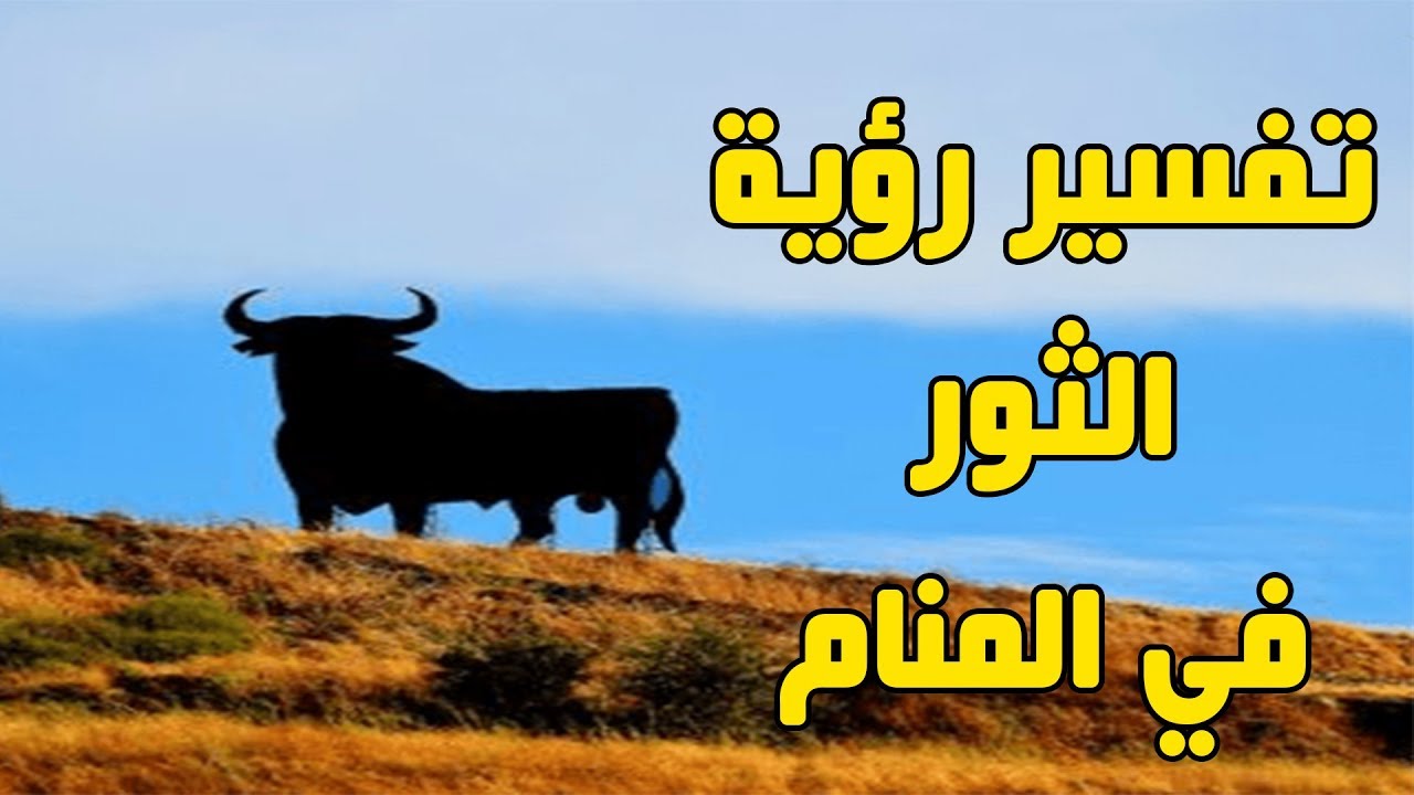 الثور في المنام - تفسير الثور لابن سيرين 6355