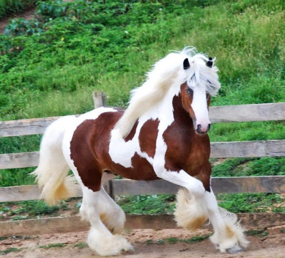 الخيل في المنام , ماذا سيحدث لك اذا حلمت بحصان