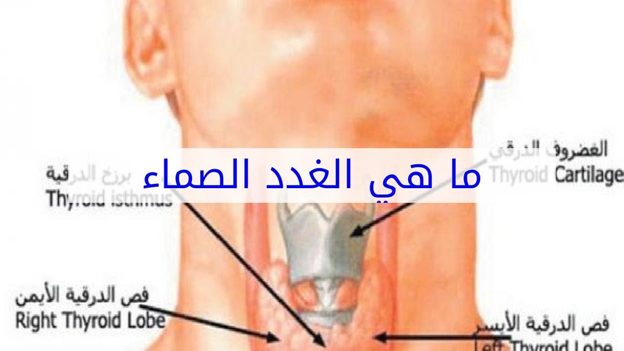 ما هي الغدد الصماء , تعرف على الغدد الصماء ووضائفها بالجسم