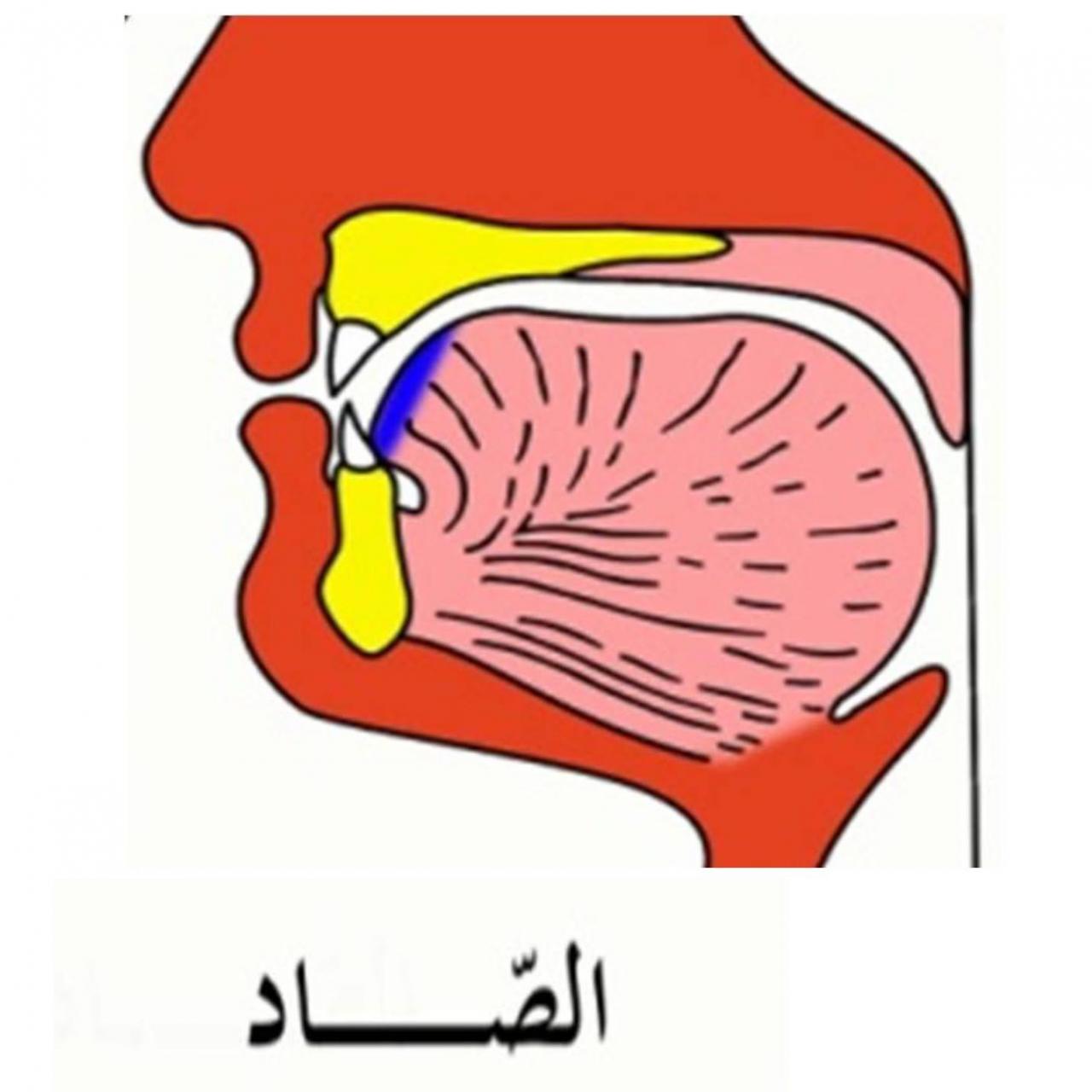 كلمات بحرف الصاد - كلمات عديده بحرف الصاد 4442 13