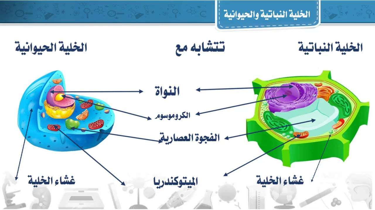 الفرق بين الخلية النباتية والخلية الحيوانية- الفرق بينهم بسيط جدا وتعرفيه بكل سهوله 5703 1