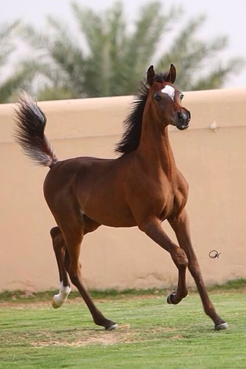 صور الخيل العربي الاصيل - لعشاق الخيول من اروع الصور التي ستراها 6751 9