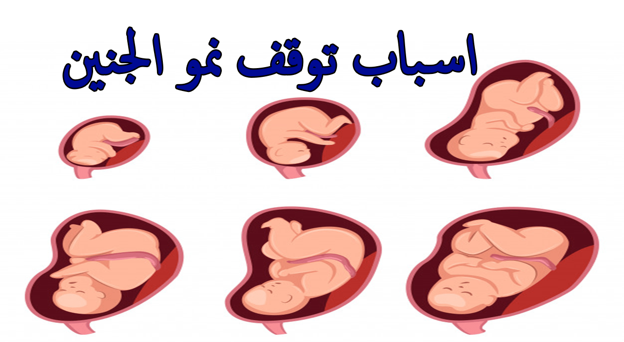 الحمل في الشهر الثاني- شوفي معايا جميع الامور المهمه بالحمل 6118 1