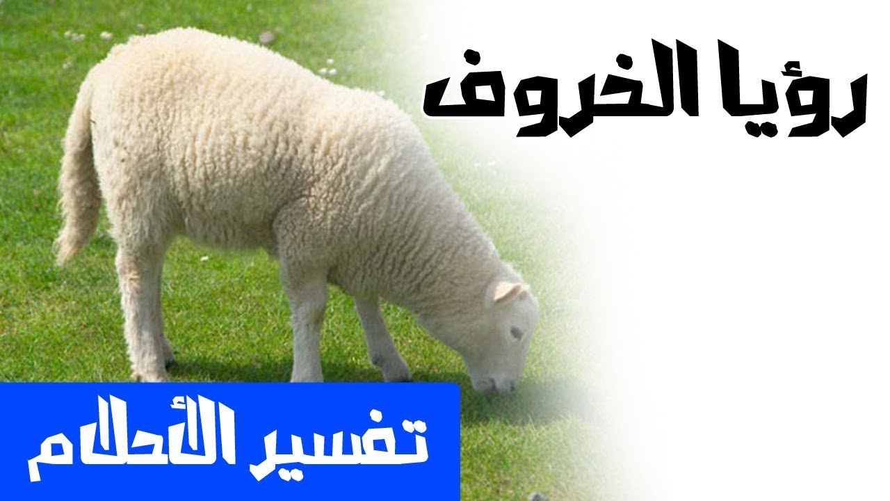 لحم الخروف في المنام - تفسير حلم لحم الخروف في المنام 3237