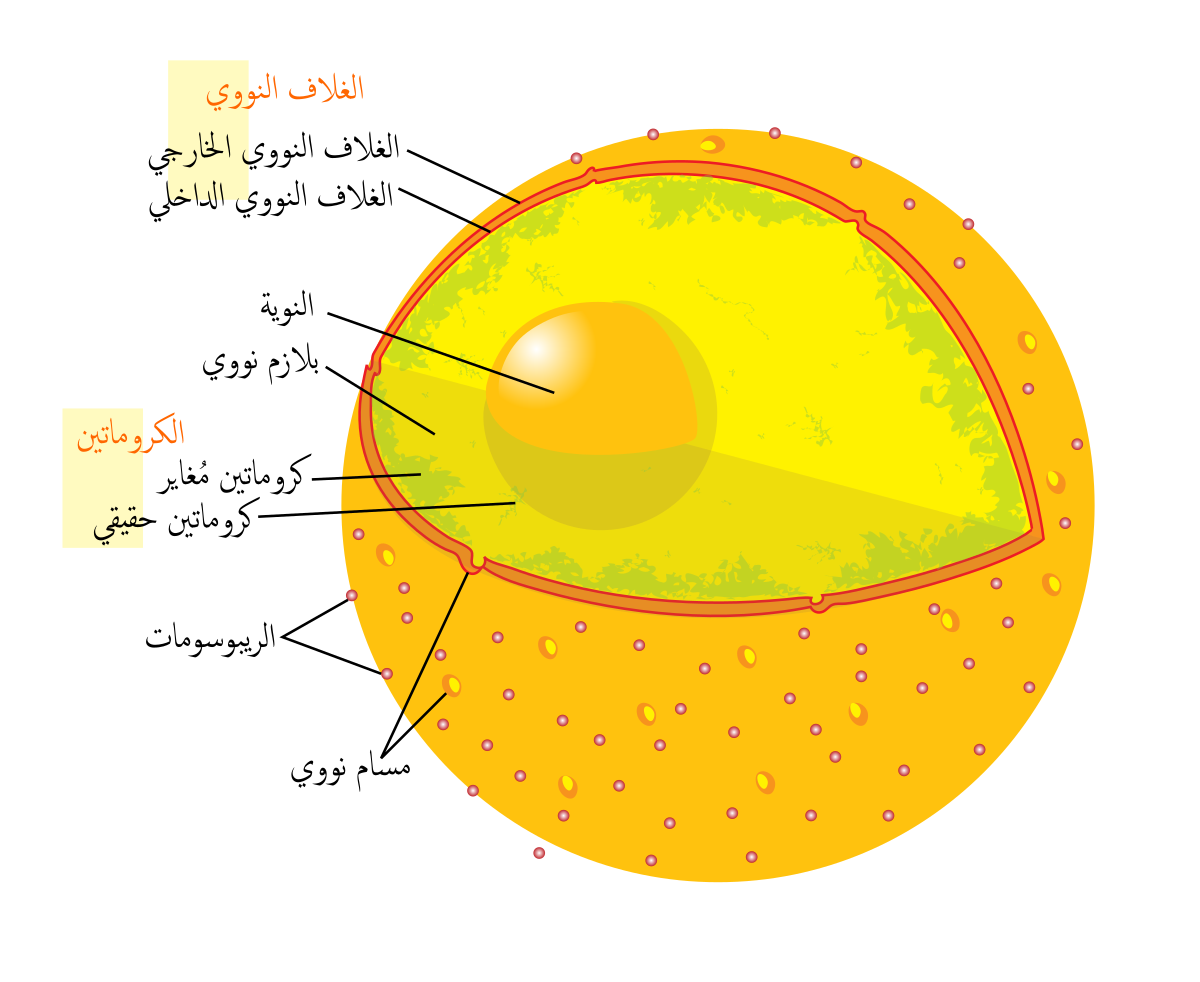 معنى كلمة النوى - النوي كلمة عربية ما معناها 4705 1