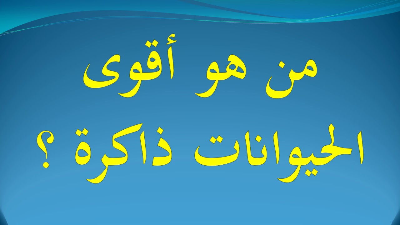 من اقوى الحيوانات ذاكرة-هل تعلم عن الحيوان الذى له ذاكره 3131 1