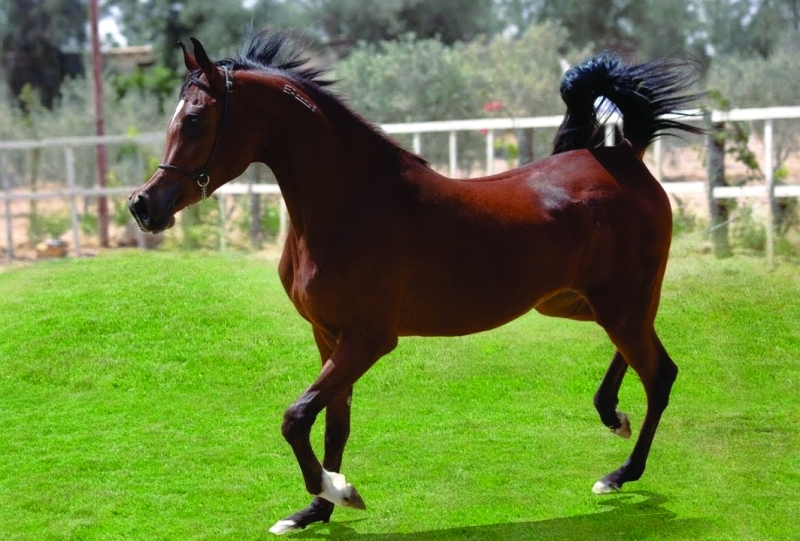 صور الخيل العربي الاصيل - لعشاق الخيول من اروع الصور التي ستراها 6751 5