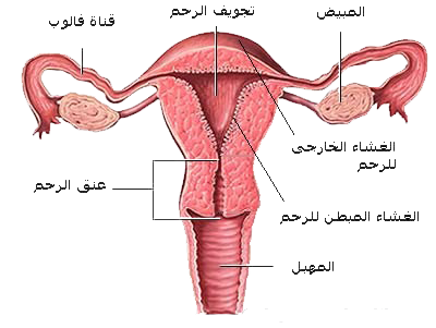 سبب الدورة الشهرية , ماهي اسباب الحيض و اعراضه