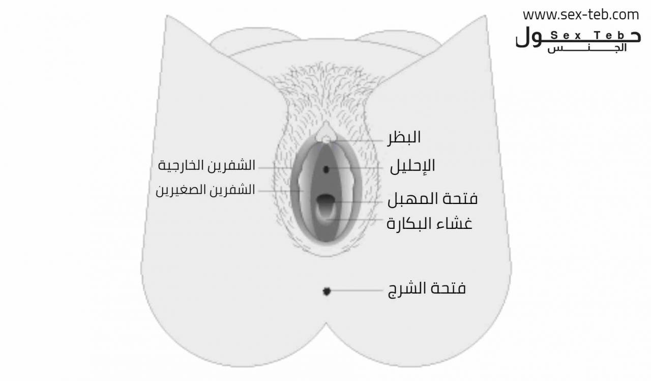 اين يوجد غشاء البكرة عند الفتاة ٫ اهم المعلومات السريه للبنات فقط