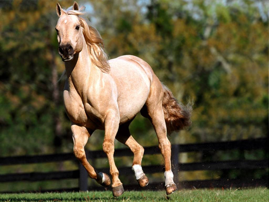 صور الخيل العربي الاصيل - لعشاق الخيول من اروع الصور التي ستراها 6751 15