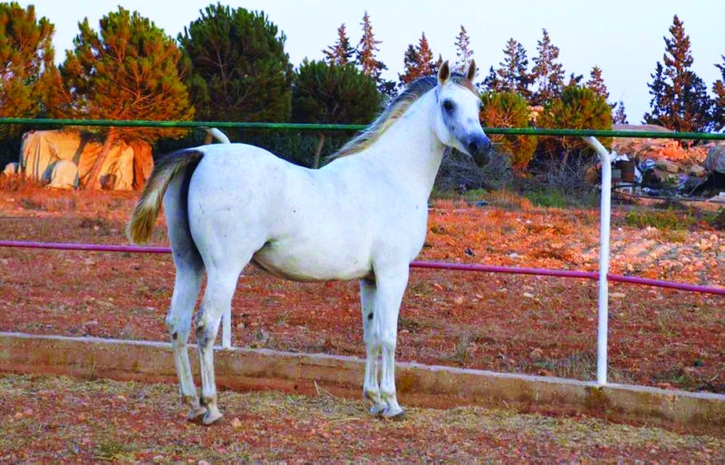 صور الخيل العربي الاصيل - لعشاق الخيول من اروع الصور التي ستراها 6751 14