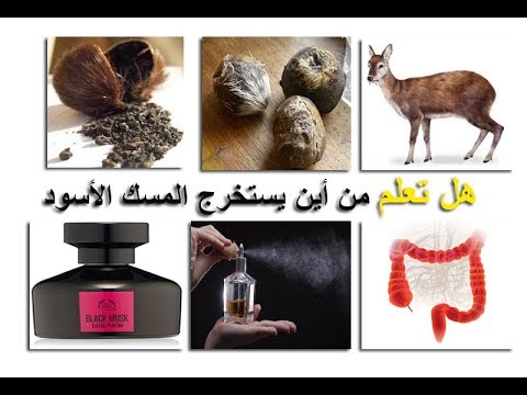 من اين يستخرج المسك - كيف يستخرج العطر النفيس 5298 2