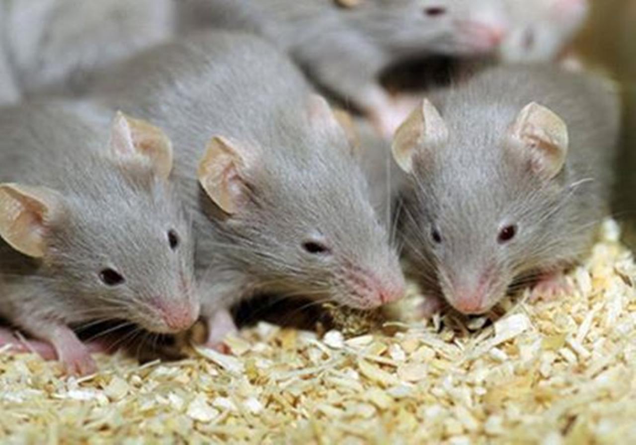 الاحلام الفئران المنام تفسير حلم رؤية فئران في