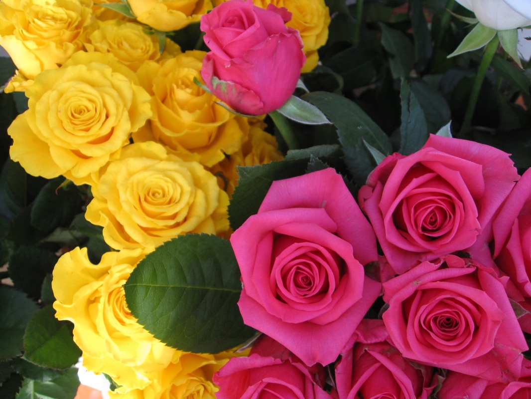 اجمل الورود صور لعشاق ورد ومعلومات