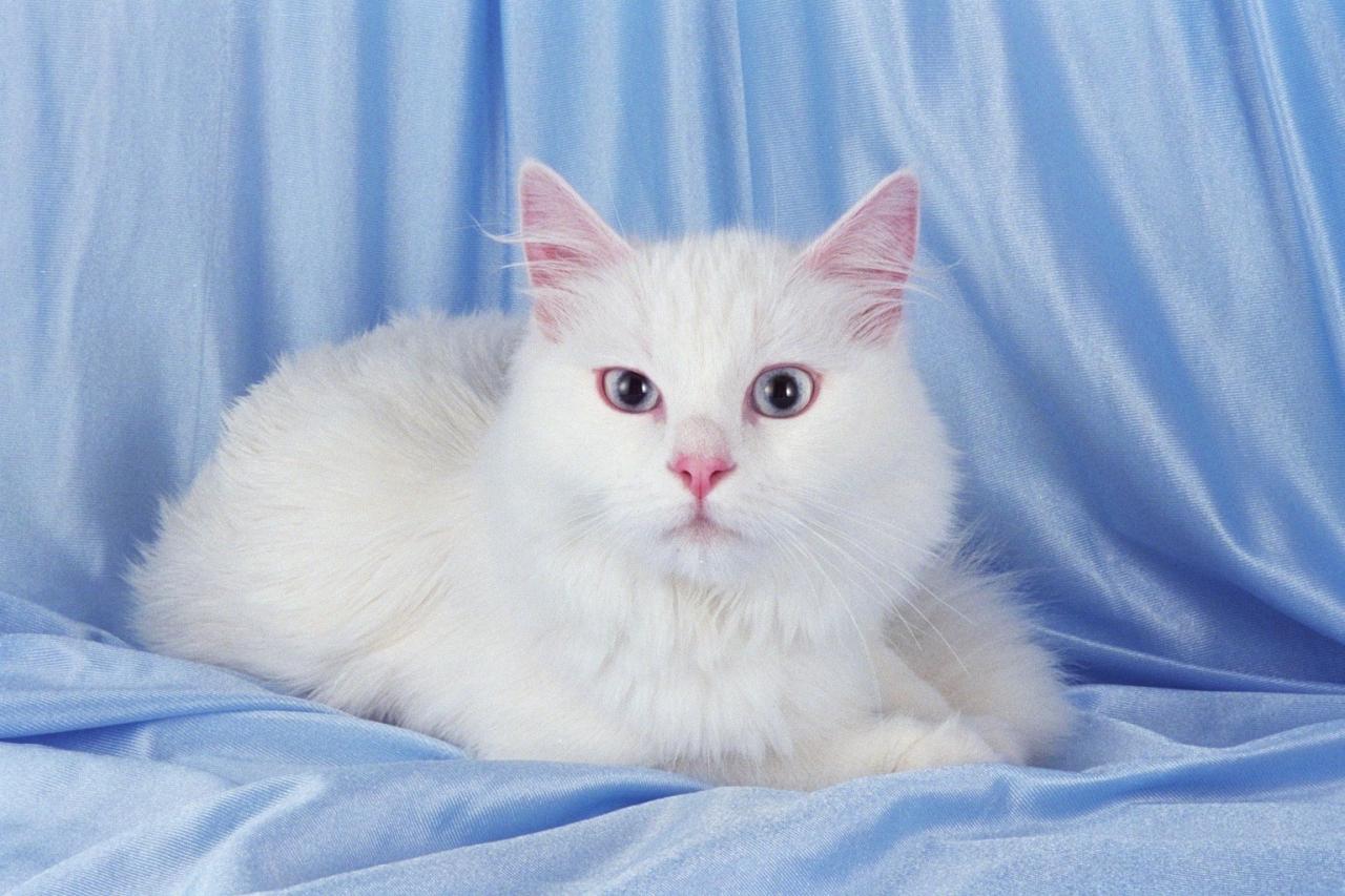 بيضاء جدا جميله حيوانات صور قطط واليفه