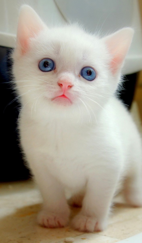 بيضاء جدا جميله حيوانات صور قطط واليفه