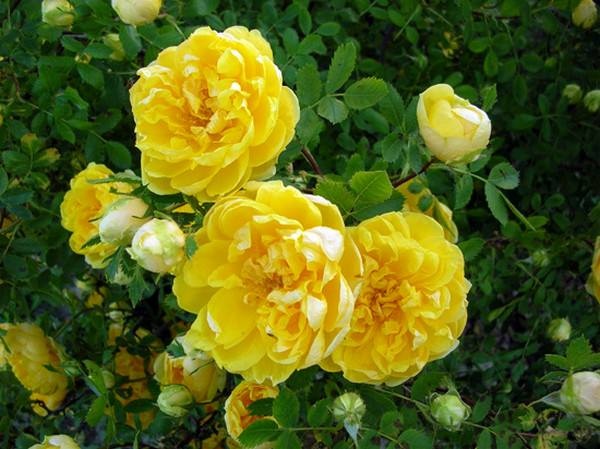 اجمد اجمل الاصفر الصفراء الور الورود باقات باللون