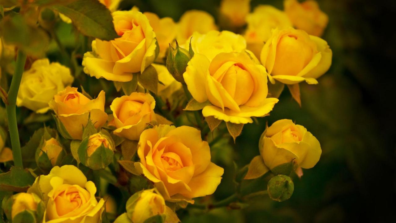 اجمد اجمل الاصفر الصفراء الور الورود باقات باللون