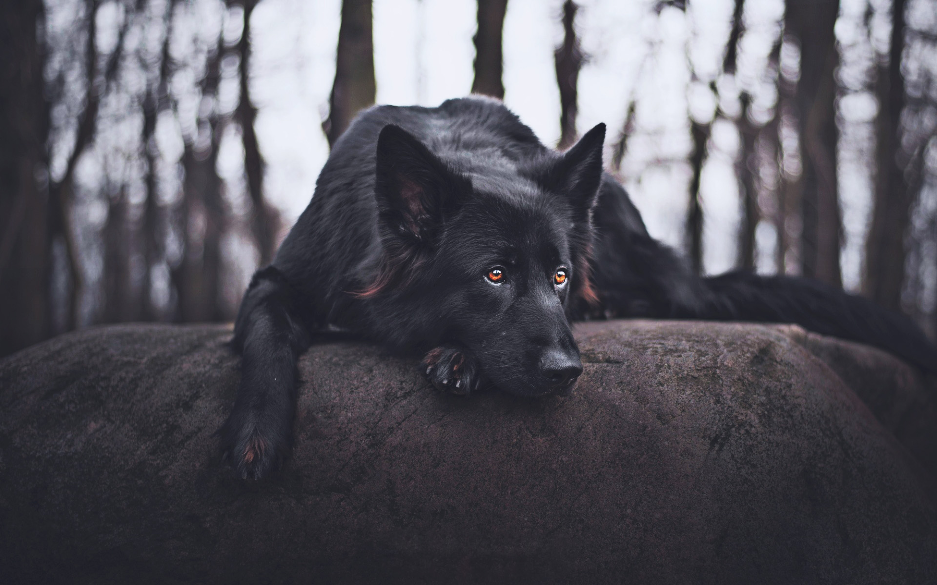 الاسود الحلم الحيوانات السوداء الكلب المنام فى في ورؤيتها