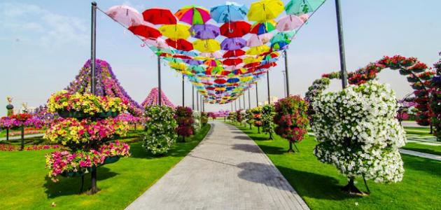 اجمل الجمال الورود حديقة دبي صورة علي في لحديقه للزهور ياااه