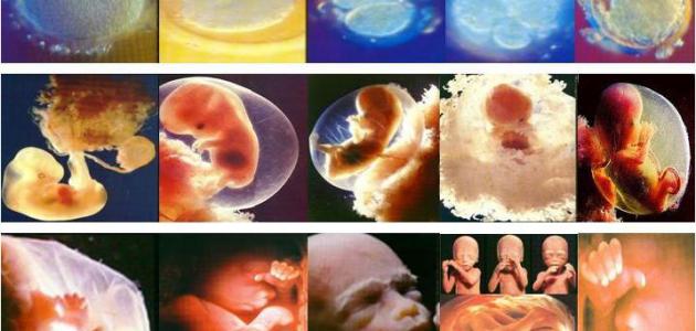 مراحل تكوين الجنين بالصور من اول يوم , النمو الطبيعي للطفل رهيبه