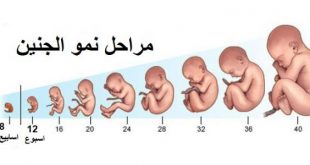 الجنين الطبيعي النمو اول بالصور تكوين للطفل مراحل من يوم