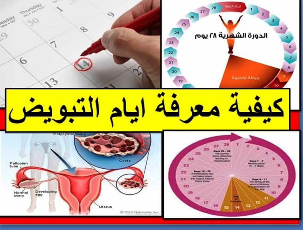 البويضه الدوره المراه النشطه بعد تكون عند متى مواعيد نشطه