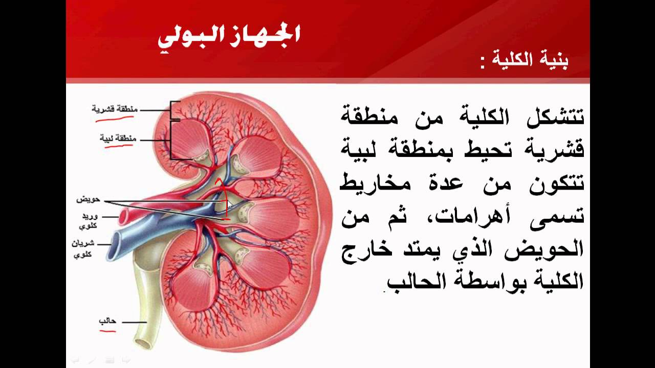 العضو الرئيسي في الجهاز البولي يعمل على تنقية الدم من الفضلات هي