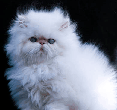 تجنن شيرازية صور في قطط قووي كيوت