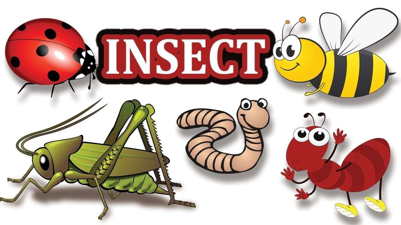 التعرف الحشرات انواع بحث على عن