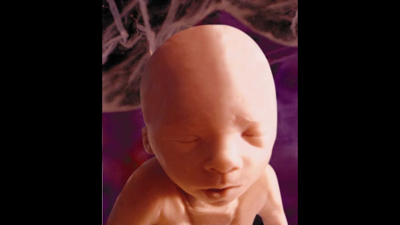 الاول الاولي الجنين الشهر الشهور بالصور ستتعجب في مراحل نمو