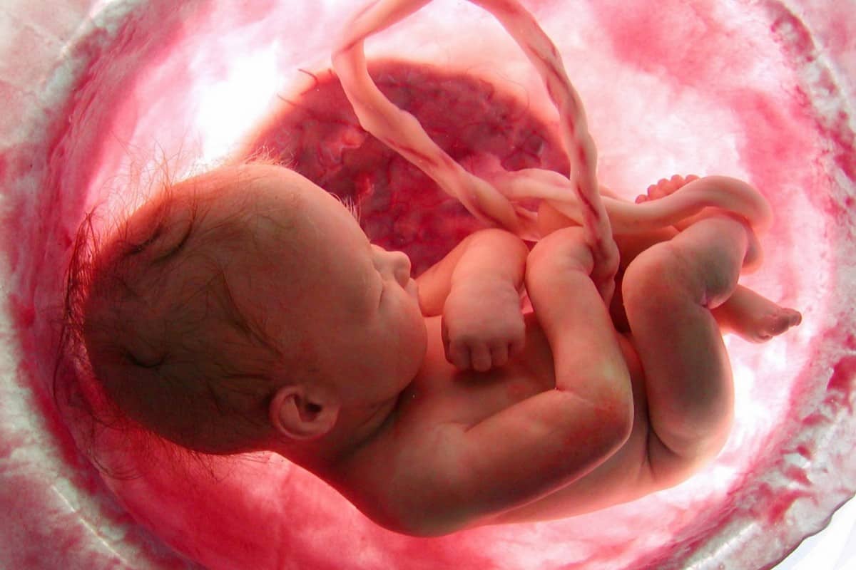 الاول الاولي الجنين الشهر الشهور بالصور ستتعجب في مراحل نمو